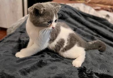 Scottish fold e straight con PEDIGREE