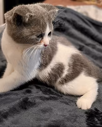 Scottish fold e straight con PEDIGREE