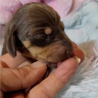 Bassottina cioccolato