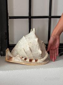 Conchiglia Cassis Cornuta XL