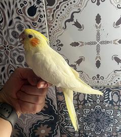 Calopsite allevate a mano