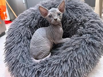 Sphynx