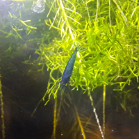 Caridine blue dream