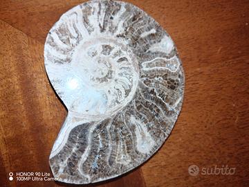 fossile