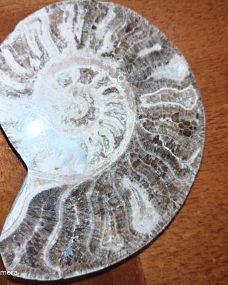 fossile