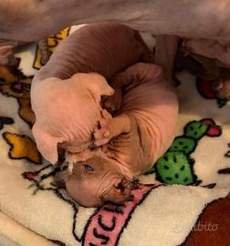 Sphynx