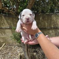 American Bully