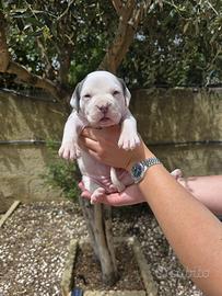 American Bully