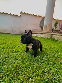 Bulldog francese 