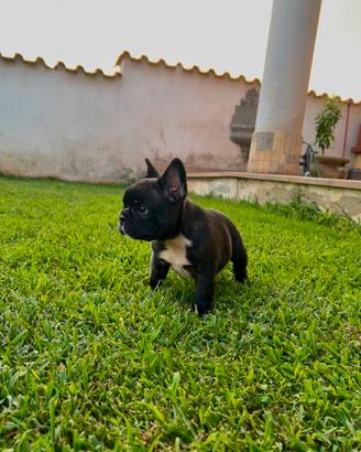 Bulldog francese 