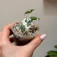 Alocasia Frydek variegata baby plant