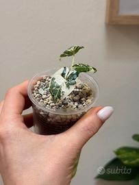 Alocasia Frydek variegata baby plant