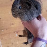 cavia