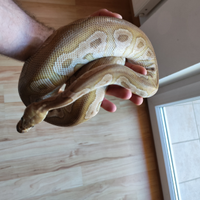 1.0 Mojave clown 66% het pied