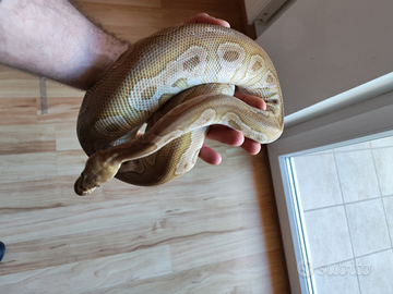 1.0 Mojave clown 66% het pied