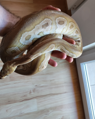 1.0 Mojave clown 66% het pied