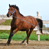 Cavallo Castrone pronto doma, razza VENTASSO