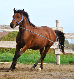 Cavallo Castrone pronto doma, razza VENTASSO