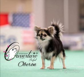 Chihuahua pedigree enci monta accoppiamento adozio