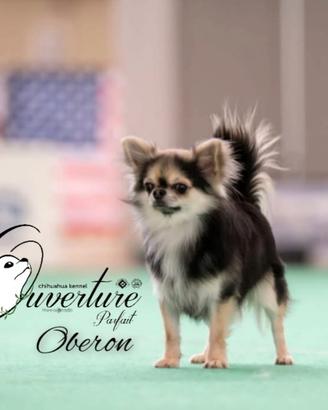 Chihuahua pedigree enci monta accoppiamento adozio