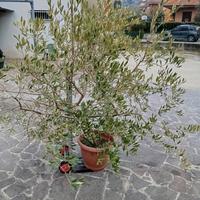 Olivo anni 5