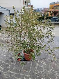 Olivo anni 5
