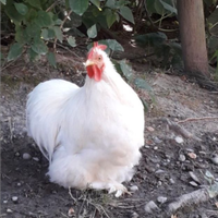 Gallo concincina nana bianca