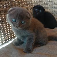 Cuccioli di Scottish Fold