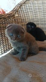 Cuccioli di Scottish Fold