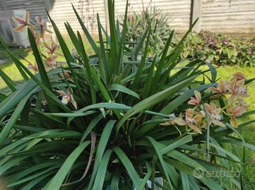 Orchidea Cymbidium