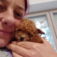 Barboncino mini toy teacup pedigree ENCI