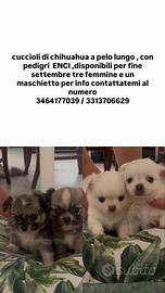 chihuahua a pelo lungo 
