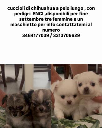 chihuahua a pelo lungo 