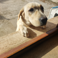 Ragalo Labrador femmina