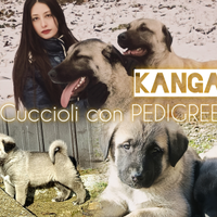 Cuccioli Kangal con PEDIGREE