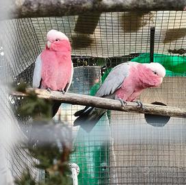 coppia riproduttiva di Eolophus roseicapilla