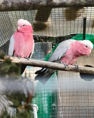 coppia riproduttiva di Eolophus roseicapilla