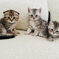 Gattini Scottish Fold/Straight