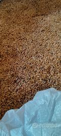 Grano Duro