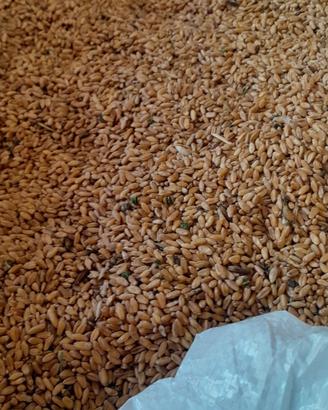 Grano Duro