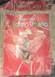 Il Corpo Umano RBA Fascicolo 13 Anatomia