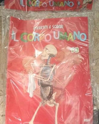Il Corpo Umano RBA Fascicolo 13 Anatomia