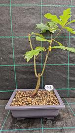 Bonsai di Quercia Rossa Americana 218