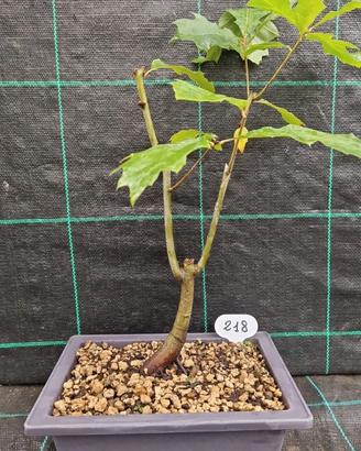 Bonsai di Quercia Rossa Americana 218