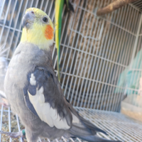 Calopsite #maschio #pappagalli #tagliagrande