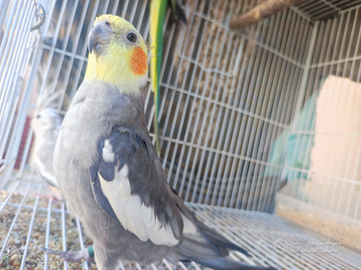 Calopsite #maschio #pappagalli #tagliagrande