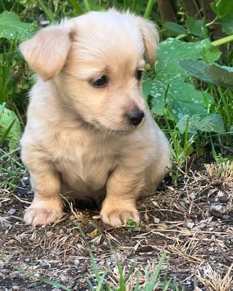Ultimi due cuccioli Pinscher- Chihuahua pelo lungo