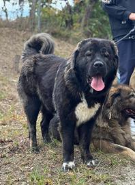 Cuccioli pastore del Caucaso