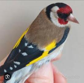 Cardellino