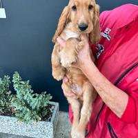 Cuccioli di Cocker Spaniel